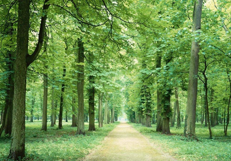 仟億達(dá)(831999)林業(yè)碳匯,還地球一片綠色 仟億達(dá)林業(yè)碳匯