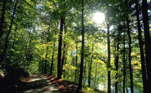 仟億達:林業碳匯誤區,你了解多少